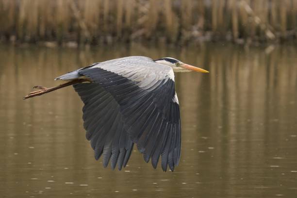 istock a bird flying over water next to tall brown grass and plants 2090782586