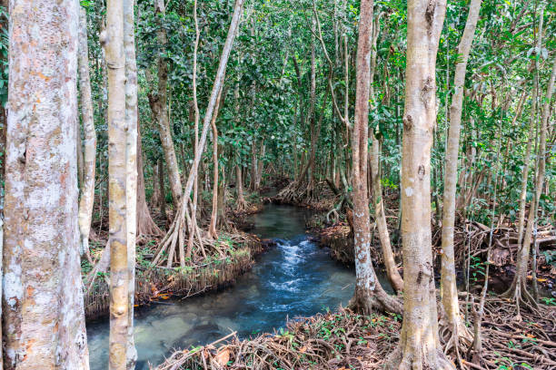 A stream of water runs through a forest with trees on either side. The water is clear and the trees are tall and leafy. The scene is peaceful and serene. Krabi Province, Thailand
