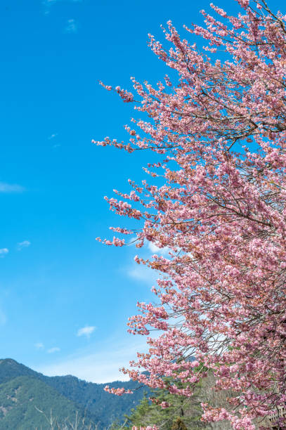 Cherry blossom full blooming, with gorgeous mountain and blue sky in the background,in Wuling Farm, Taichung, Taiwan.