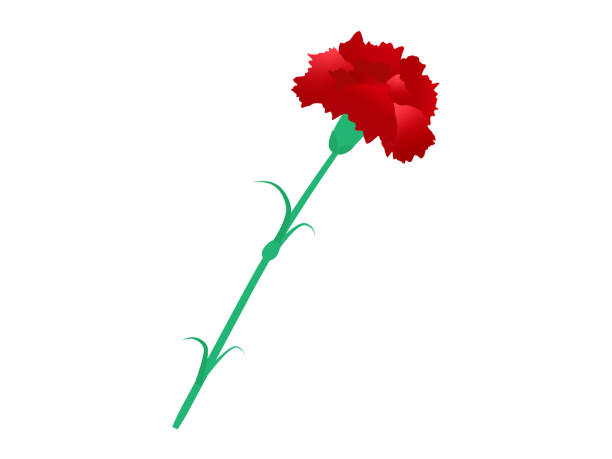 illustrations, cliparts, dessins animés et icônes de happy mother's day red  carnation - mothers day mother single flower family