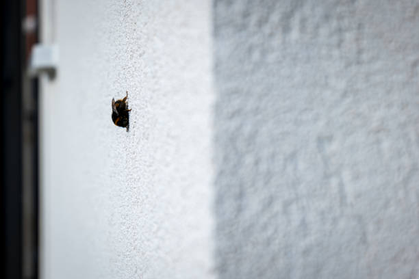 Close-up of a seven-spotted ladybird (Coccinella septempunctata) walking on a textured concrete surface in sunlight.