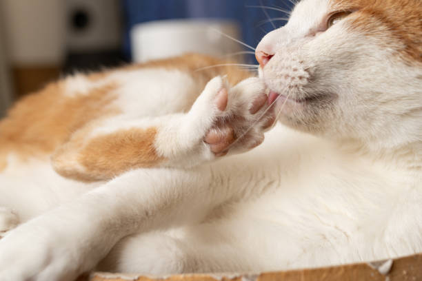 cat getting groomed - almohadillas pata de animal fotos fotografías e imágenes de stock