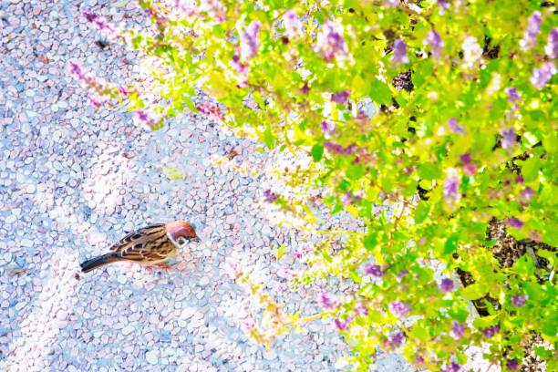 This is a picture taken Kumamoto, Japan.