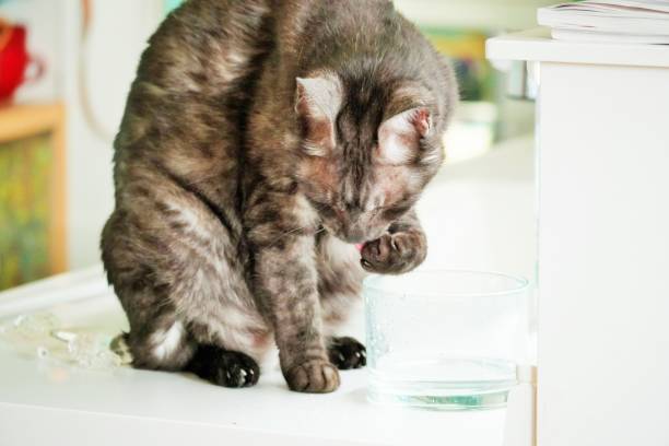 istock A domestic black smoke tabby cat that drinks water by scooping it with its front legs. 2090824530