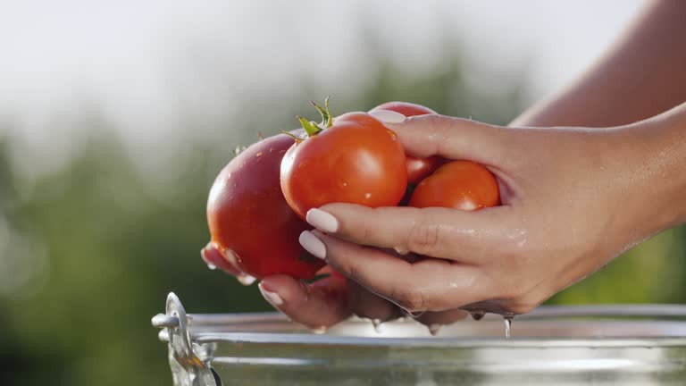 Hands hold a few ripe red tomatoes, they drain drops of water. Fresh vegetables