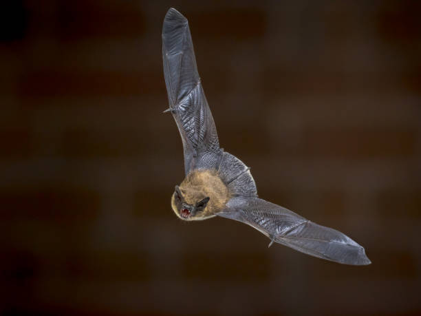 istock Flying Pipistrelle bat in front of bricks 2090836478