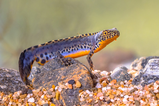 Alpine newt (Ichthyosaura alpestris) colorful male aquatic amphibian swimming in freshwater habitat of pond. Underwater wildlife scene of animal in nature of Europe. Netherlands.