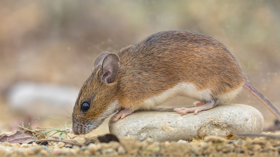 yellow-necked mouse (Apodemus flavicollis) sitting on rock in natural sandy habitat background