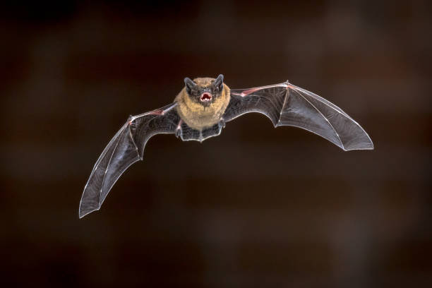 istock Flying Pipistrelle bat in front of brick wall 2090850365