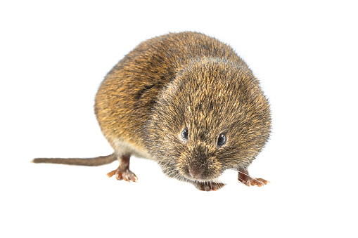 Field vole or short-tailed vole (Microtus agrestis). Small vole with brown fur sitting and looking at camera on white background