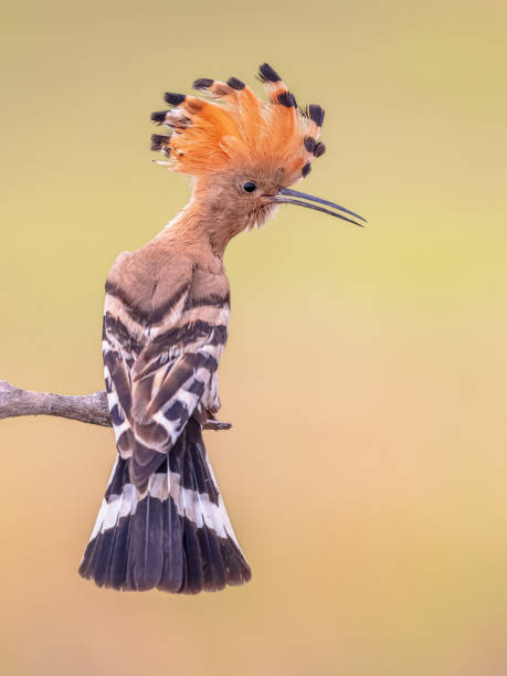 istock Eurasian hoopoe perched on branch with crest 2090852463