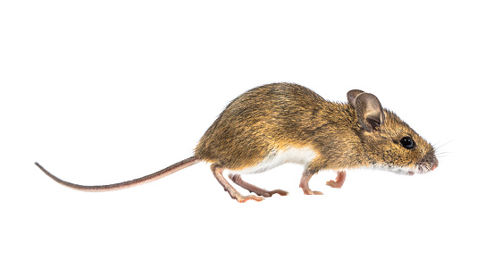 Agouti-colored rat. Rodent isolated on a gray background. Animal portrait for cutting.