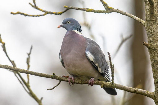 Wood pigeon (Columba palumbus) perched on tree branch with blurred background. Wood pigeons seem to have a preference for trees near roadways and rivers.