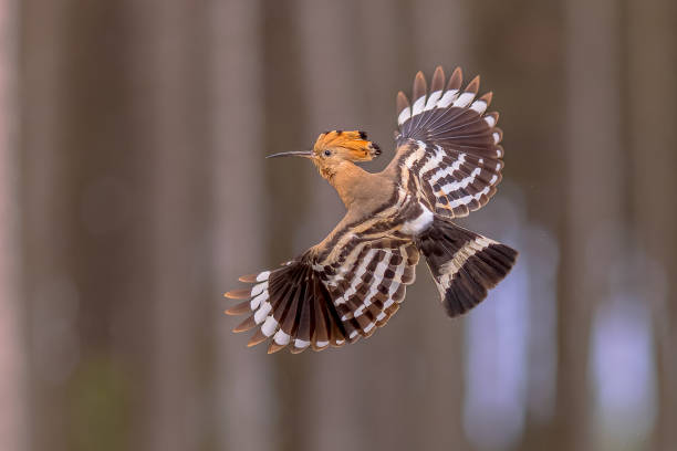 two eurasian hoopoe perched on branch with crest - hoopoe bird feeding young animal foto e immagini stock