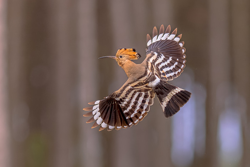 Eurasian hoopoe (Upupa epops) bird flying on dark forest background with spread wings and raised crest. One of the most beautiful birds of Europe. Wildlife scene of nature in Europe.