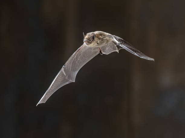 istock Flying Nathusius Pipistrelle Bat on bright background 2090857640