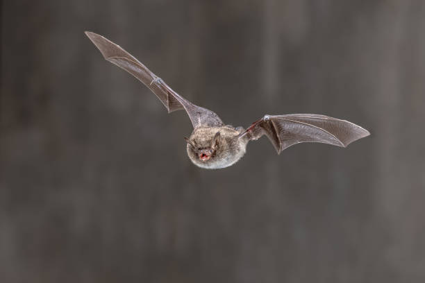 istock Daubentons bat flying in dark habitat 2090861755