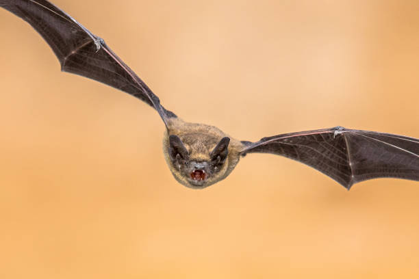 istock Flying Pipistrelle bat on brown background 2090862266