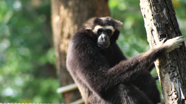 Agile gibbon looking at camera
