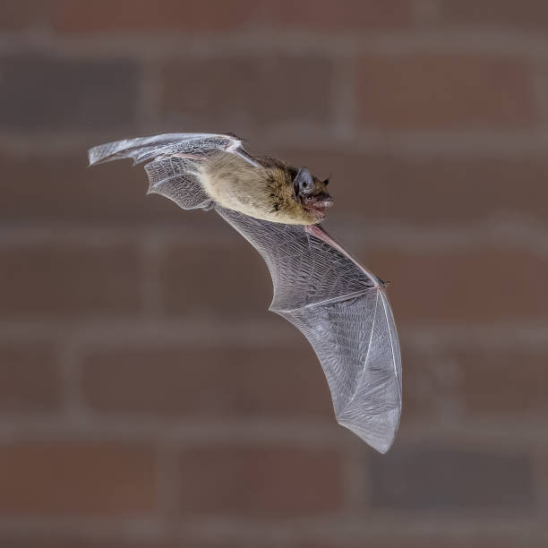 istock Flying Pipistrelle Bat on brick wall 2090864844
