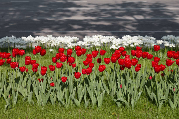 Spring is in the air!!Please see also my other garden flowers in my lightbox: