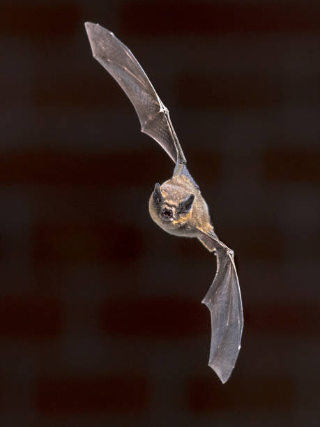 istock Flying Pipistrelle bat in front of brick wall 2090870591