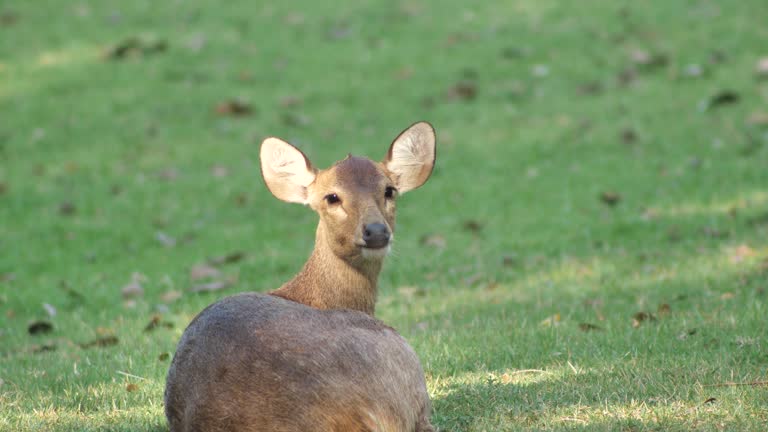 Deer looking at camera