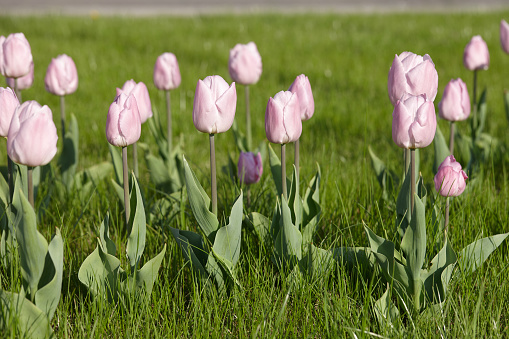 Lilac tulips on grass lawn in sunny day outdoors