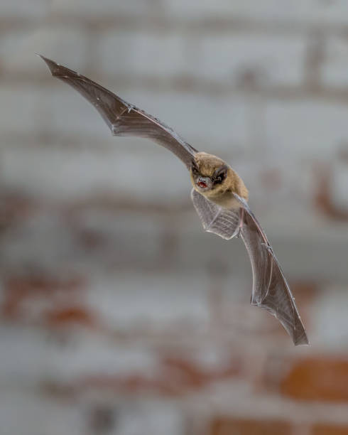 istock Flying Pipistrelle in front of white brick wall 2090875224