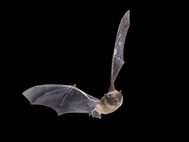 istock Flying Pipistrelle Bat on black background 2090877820