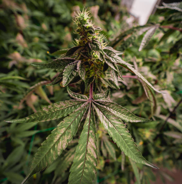 istock Premium cannabis plants in a greenhouse ready for harvest. 2090879420
