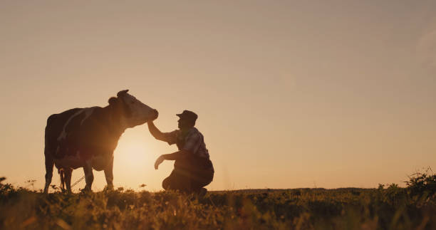 istock The owner is near his cow at sunset 2090896977