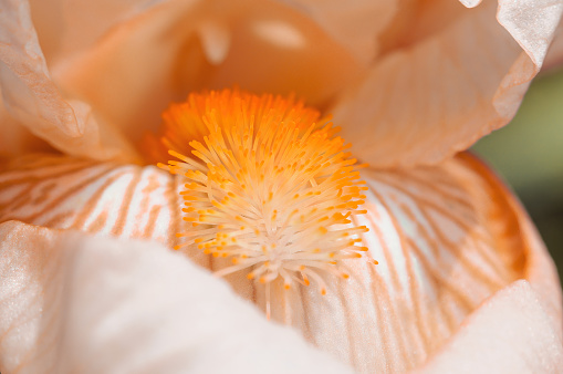 This image captures the intricate details of a bearded iris flowers orange petals and fuzzy stamen. Peach Fuzz