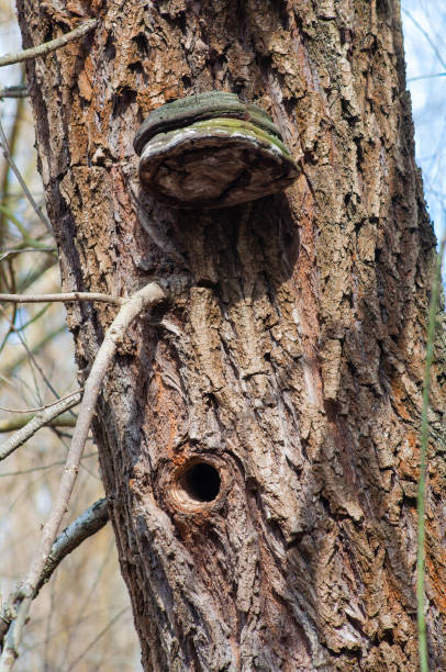 istock Phellinus populicola adorns a tree trunk, bird nest hole below. 2090907854