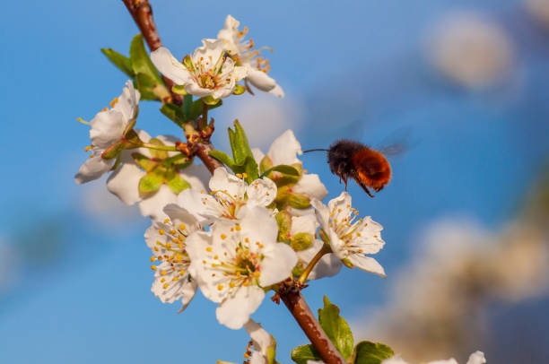 Osmia bee flutters near cherry blossoms, a prelude to pollination