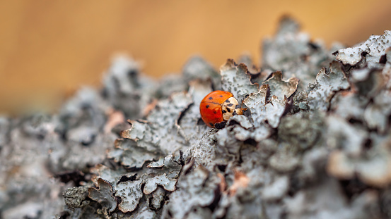 A ladybug slumbers on lichen, a serene moment in natures embrace