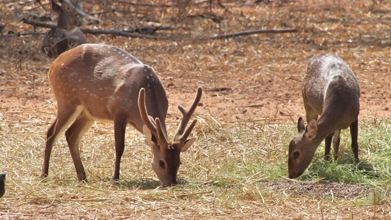 Axis deer