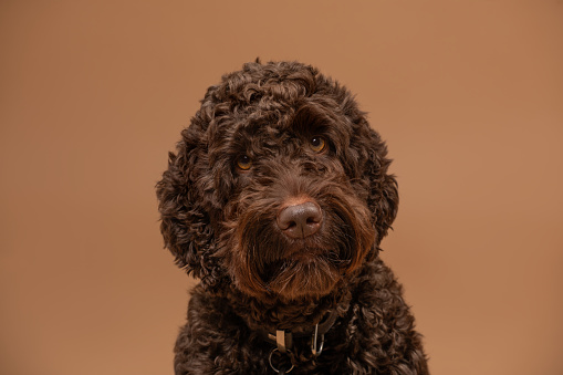 Studio portrait of pedigree mixed labradoodle dog