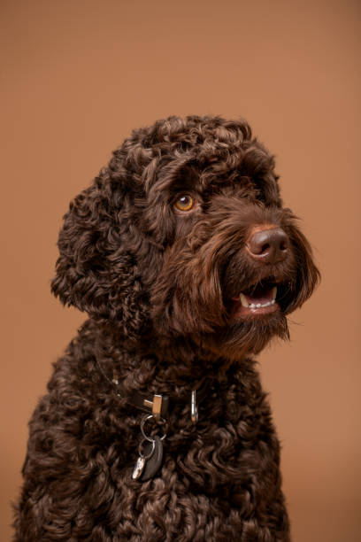 istock Studio portrait of pedigree mixed labradoodle dog 2090920783