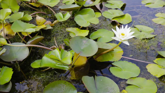 White Lotus With Yellow Pollen On Surface Of Pond