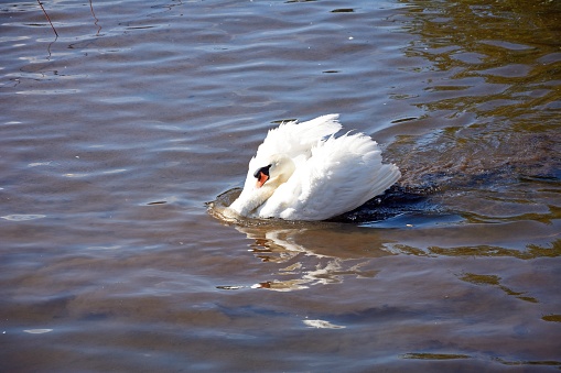 Mute swan on the River Exe, Exeter, Devon, UK, Europe,