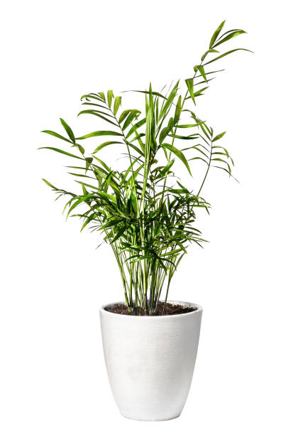 zielona roślina doniczkowa hamedorea w doniczce na białym tle - chamedora zdjęcia i obrazy z banku zdjęć