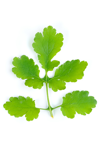 A greater celandine (Chelidonium majus) leaf, isolated against a white background, unveils its intricate veins and vibrant greenery, creating a striking image that captures the delicate details of nature's design