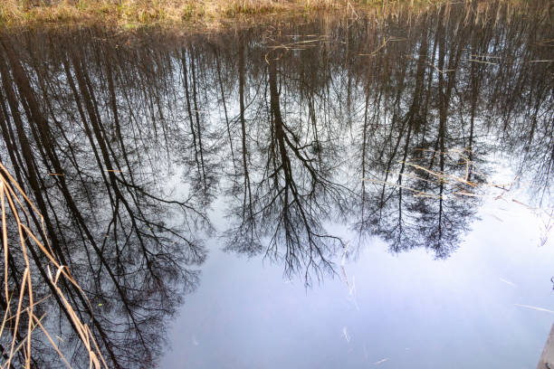 Winter day near a pond. Thin Ice with bare tree reflection in a blue sky.