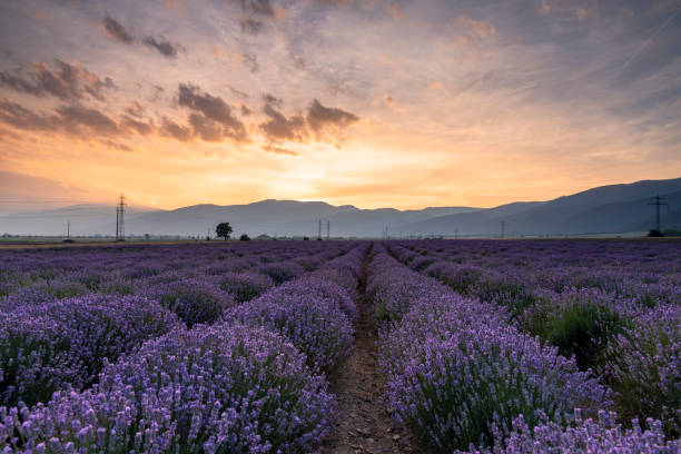istock Lavender flower field at sunset. 2091055988