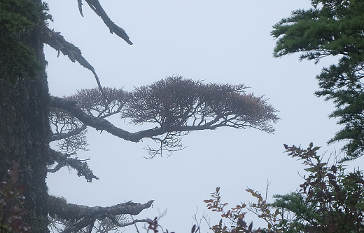 Natural variety found in a dark and foggy forest, in West Canada.  Shot during a hike.