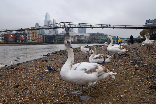 London, UK - November 13 2022: Swans stand on the banks of the River Thames at low tide with a view of Millennium Bridge and the City of London skyline, the capital's financial district.
