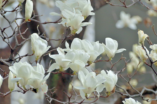 Magnolia denudate, commonly called Yulan magnolia, native to China, is a small deciduous tree that grows 10-13 meter tall. Fragrant goblet-shaped white flowers, typically with 9 thick white petals, bloom in spring. Flowers bloom before the leaves emerge. Flower gives way to cone-like fruits that mature to red in late summer.