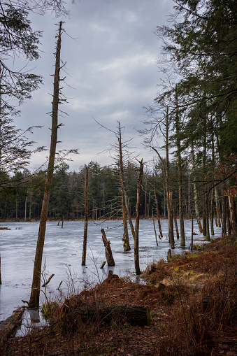 The Woodbourne Forest and Wildlife Preserve just south of Montrose, Pennsylvania, photographed during a cloudy winter day. Dead tree trunks stand tall from a frozen lake.