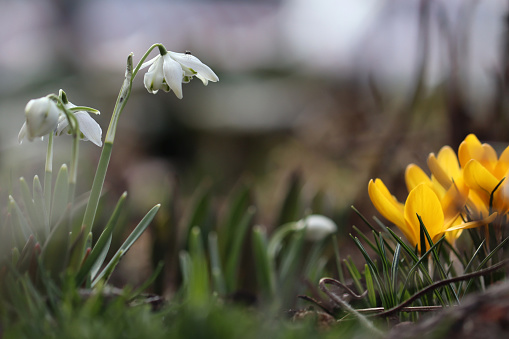 White flowers of Common snowdrop or Galanthus nivalis (cultivar Flore Pleno) and yellow crocuses